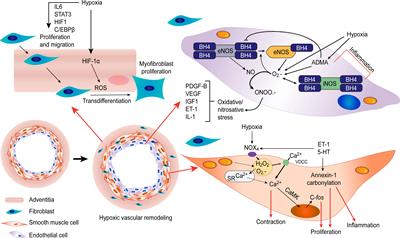 Reactive Oxygen Species and Pulmonary Vasculature During Hypobaric Hypoxia